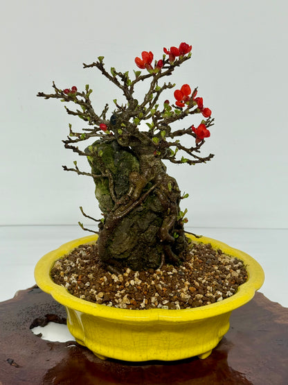 Japanese Quince - Chojubai on rock bonsai tree