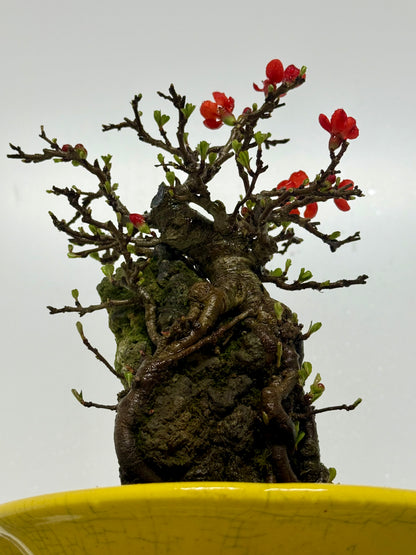 Japanese Quince - Chojubai on rock bonsai tree