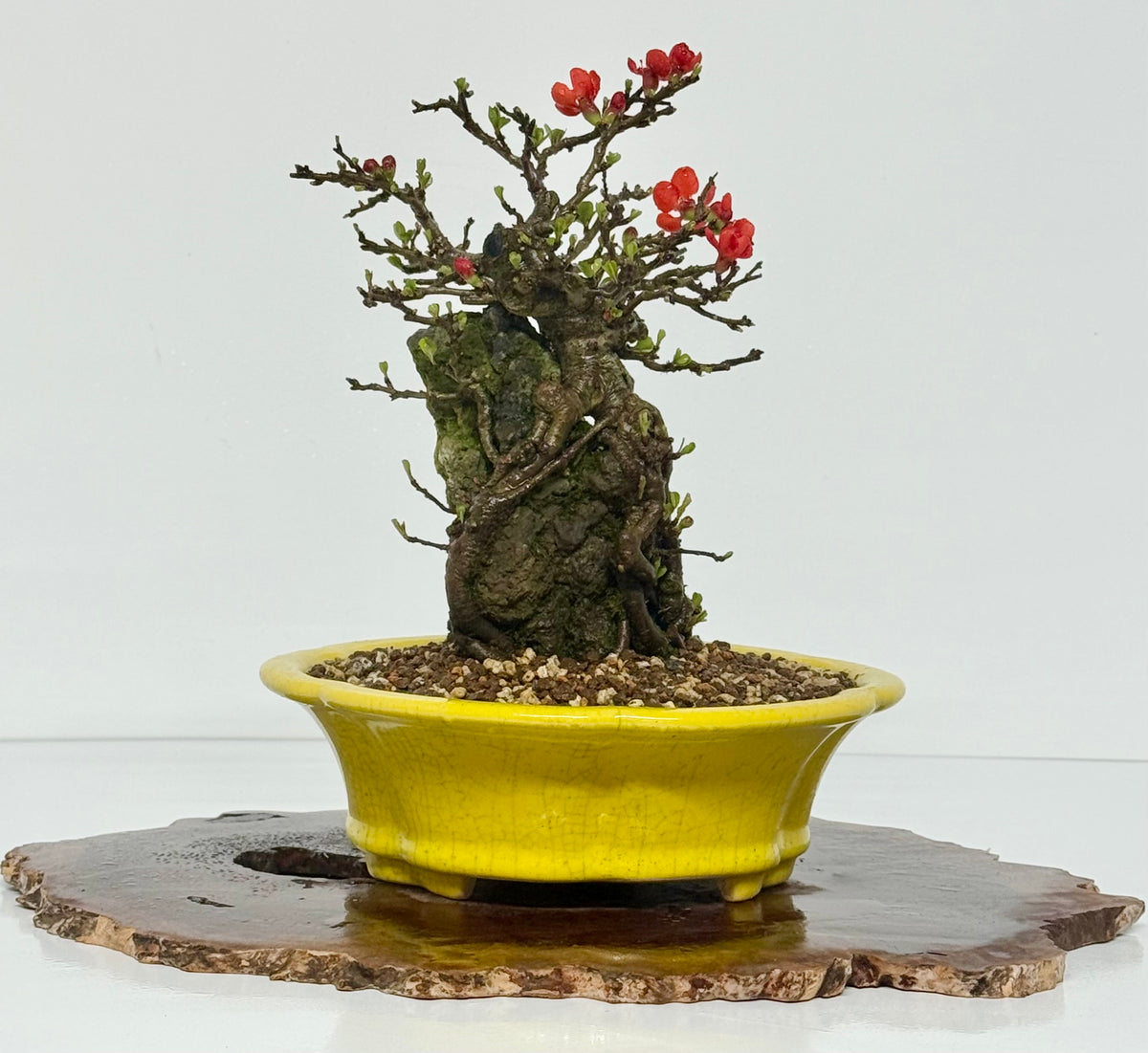 Japanese Quince - Chojubai on rock bonsai tree