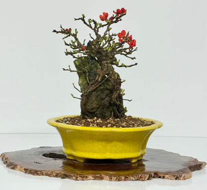Japanese Quince - Chojubai on rock bonsai tree