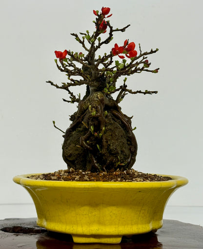 Japanese Quince - Chojubai on rock bonsai tree