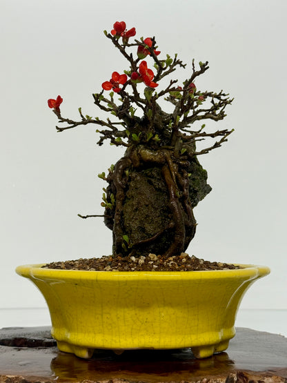 Japanese Quince - Chojubai on rock bonsai tree