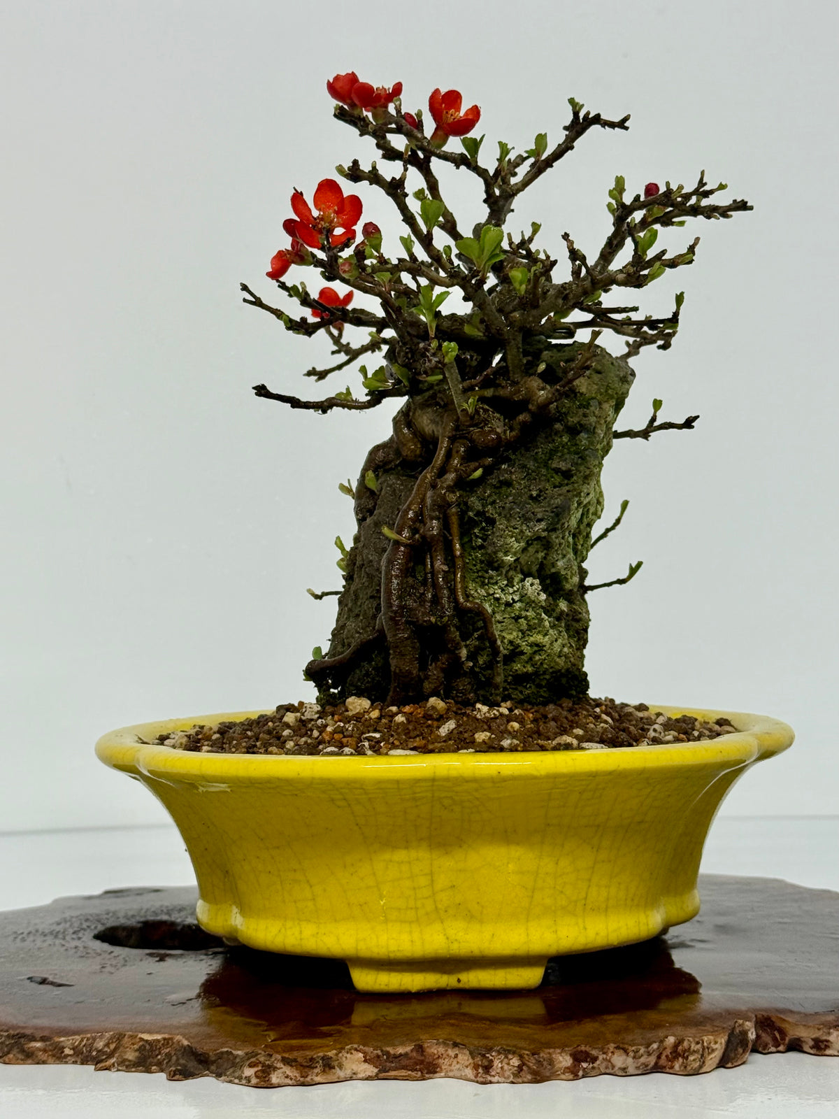Japanese Quince - Chojubai on rock bonsai tree