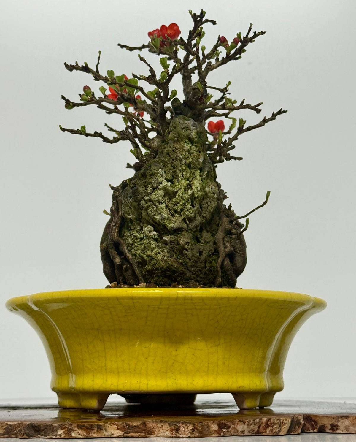 Japanese Quince - Chojubai on rock bonsai tree