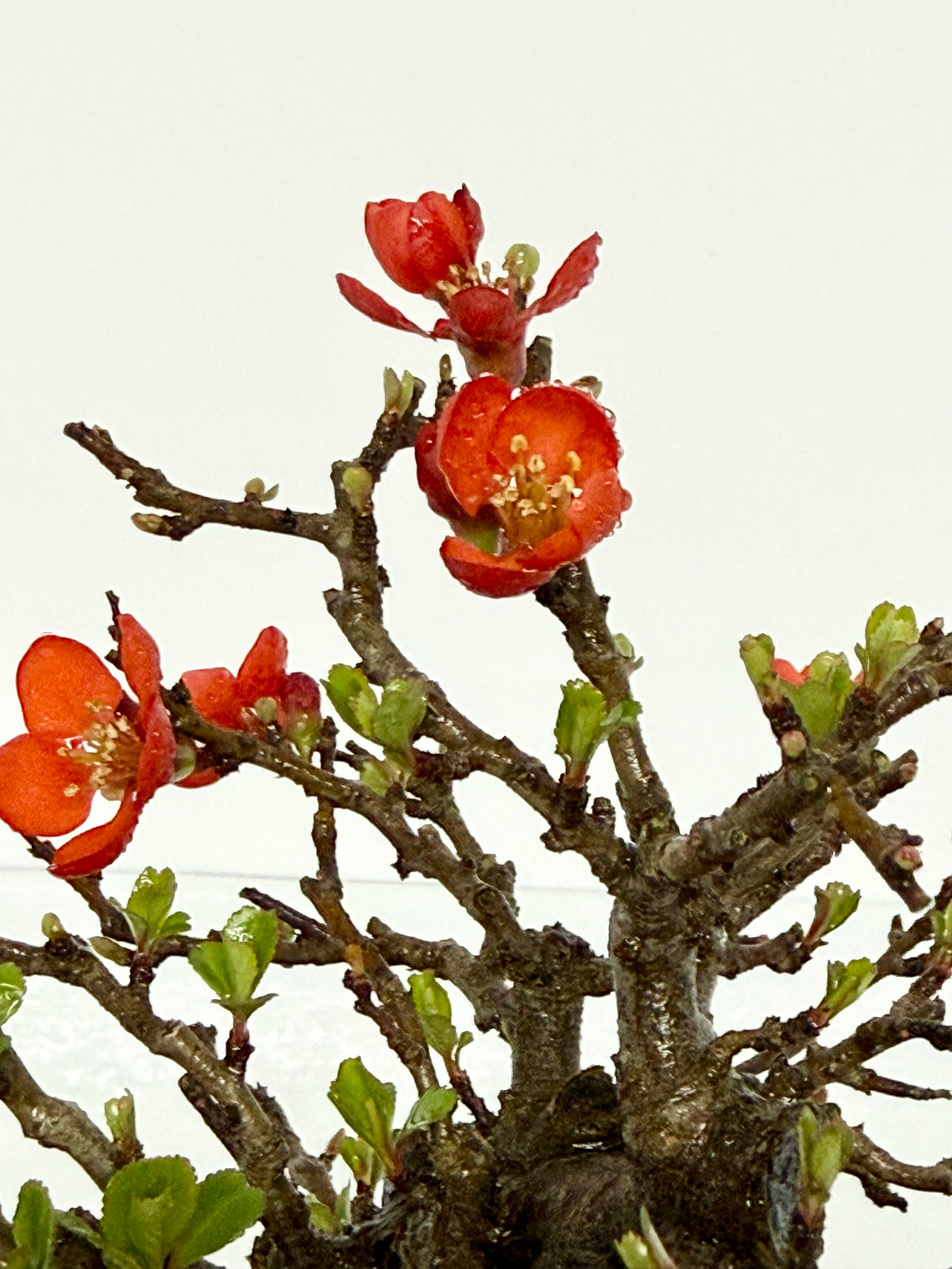 Japanese Quince - Chojubai on rock bonsai tree