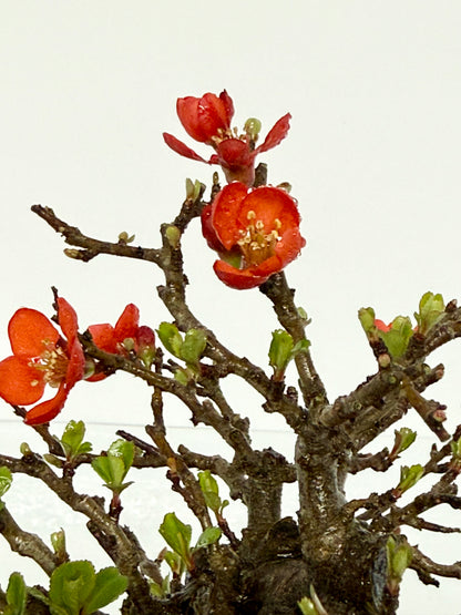 Japanese Quince - Chojubai on rock bonsai tree