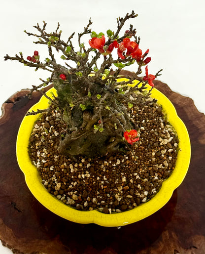 Japanese Quince - Chojubai on rock bonsai tree