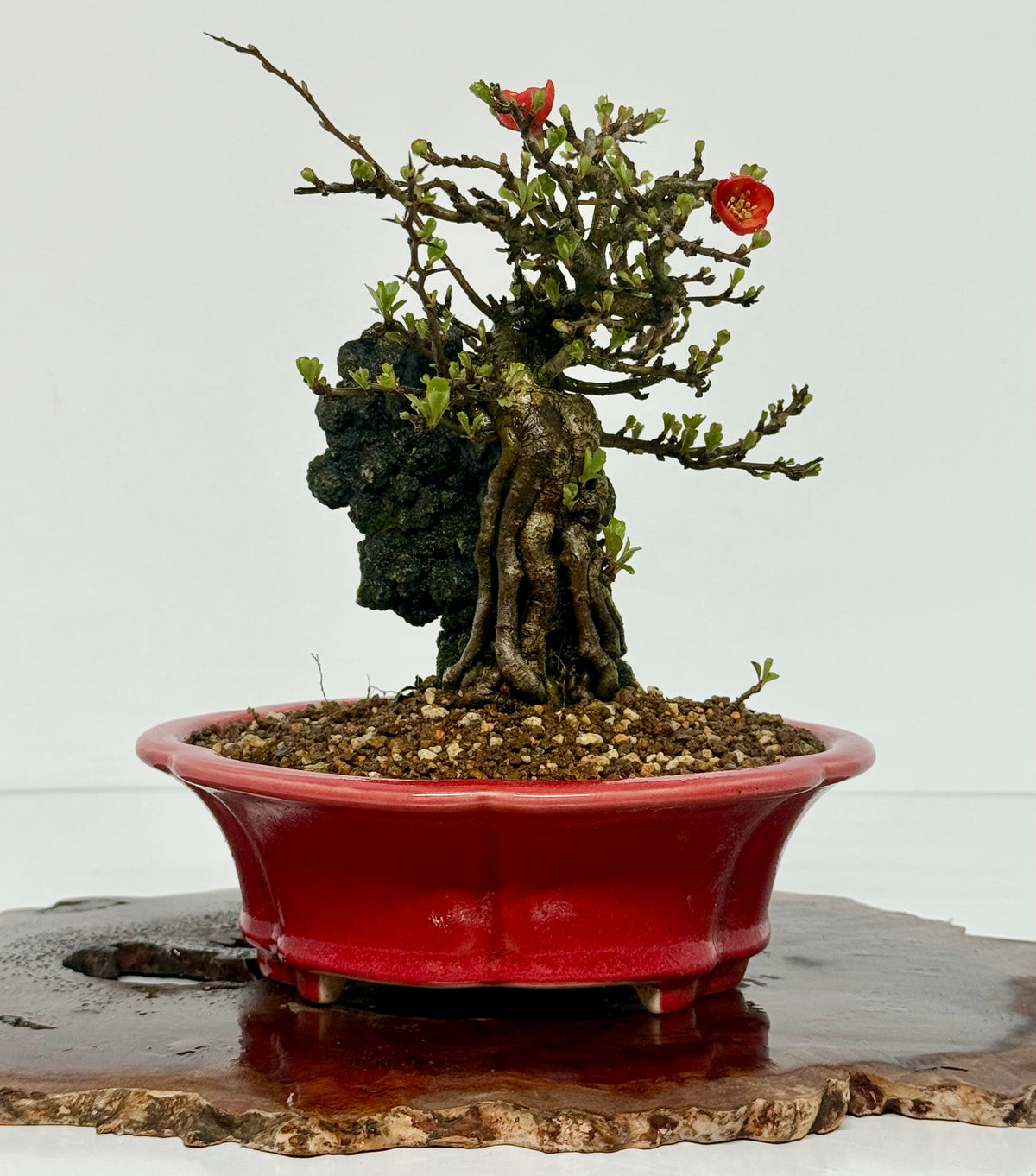 Chojubai Japanese Quince Bonsai Over Rock | Red Flowering – 26cm