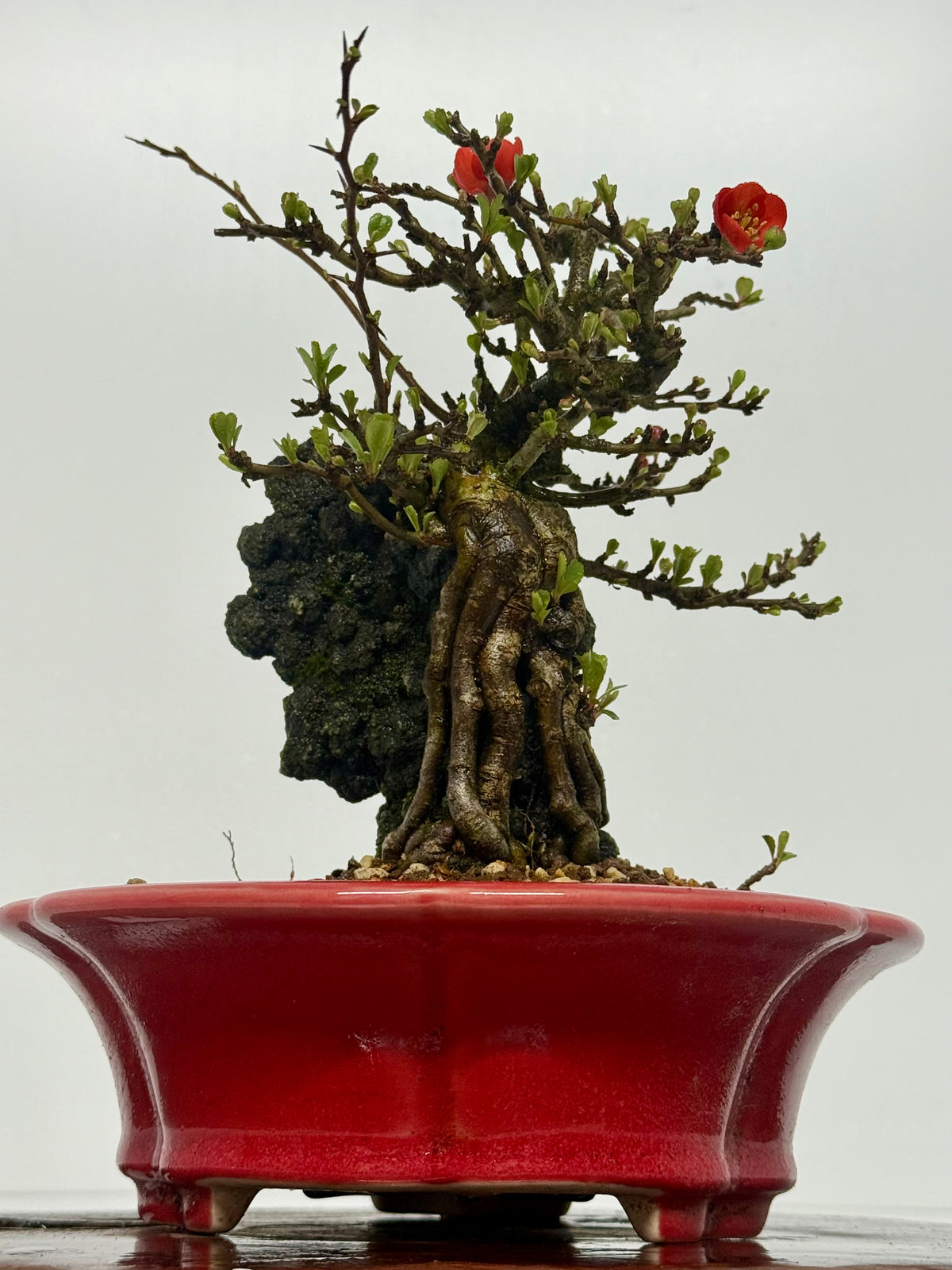 Chojubai Japanese Quince Bonsai Over Rock | Red Flowering – 26cm