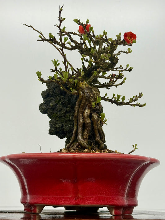 Japanese Quince - Chojubai on rock bonsai tree