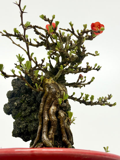 Chojubai Japanese Quince Bonsai Over Rock | Red Flowering – 26cm