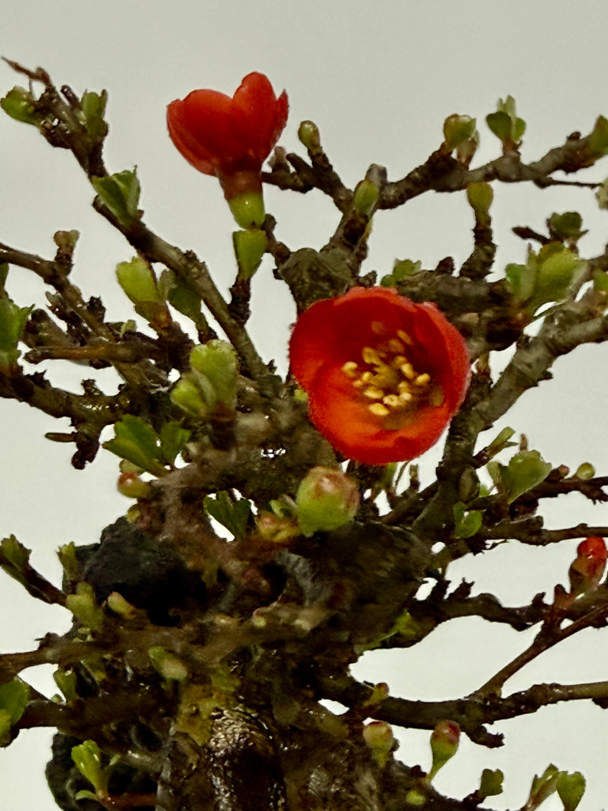Chojubai Japanese Quince Bonsai Over Rock | Red Flowering – 26cm