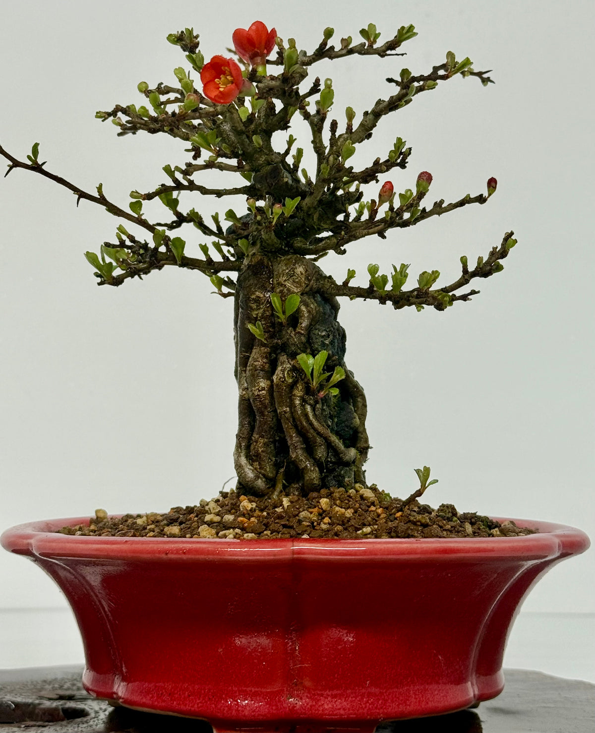 Chojubai Japanese Quince Bonsai Over Rock | Red Flowering – 26cm