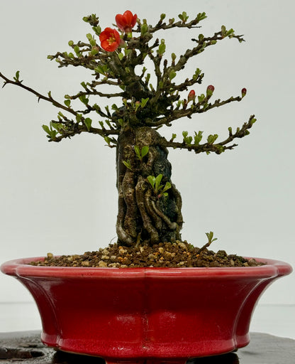 Chojubai Japanese Quince Bonsai Over Rock | Red Flowering – 26cm