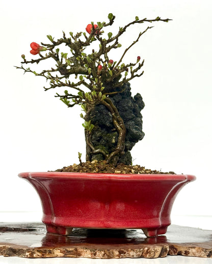 Chojubai Japanese Quince Bonsai Over Rock | Red Flowering – 26cm