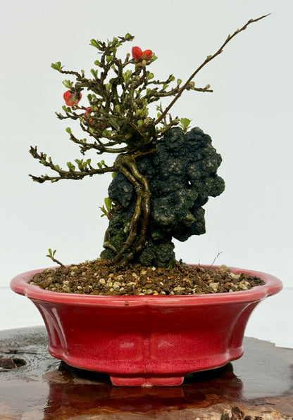 Chojubai Japanese Quince Bonsai Over Rock | Red Flowering – 26cm