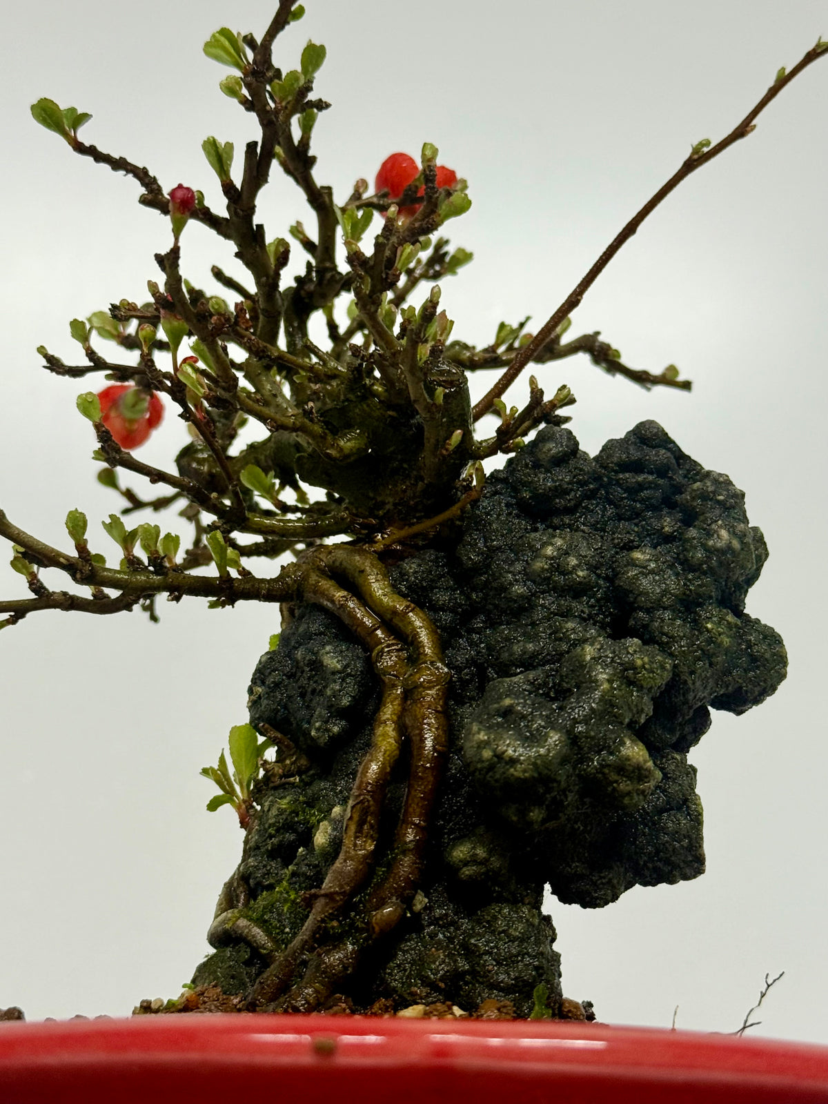 Chojubai Japanese Quince Bonsai Over Rock | Red Flowering – 26cm