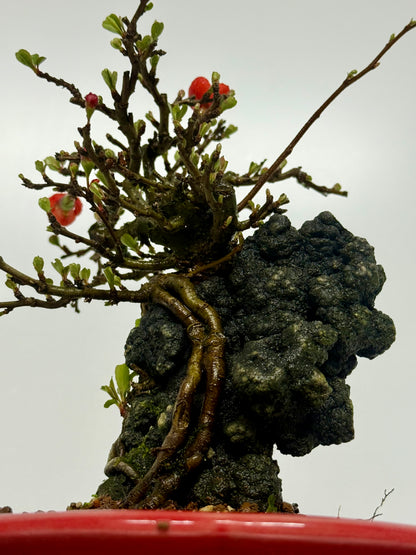 Chojubai Japanese Quince Bonsai Over Rock | Red Flowering – 26cm