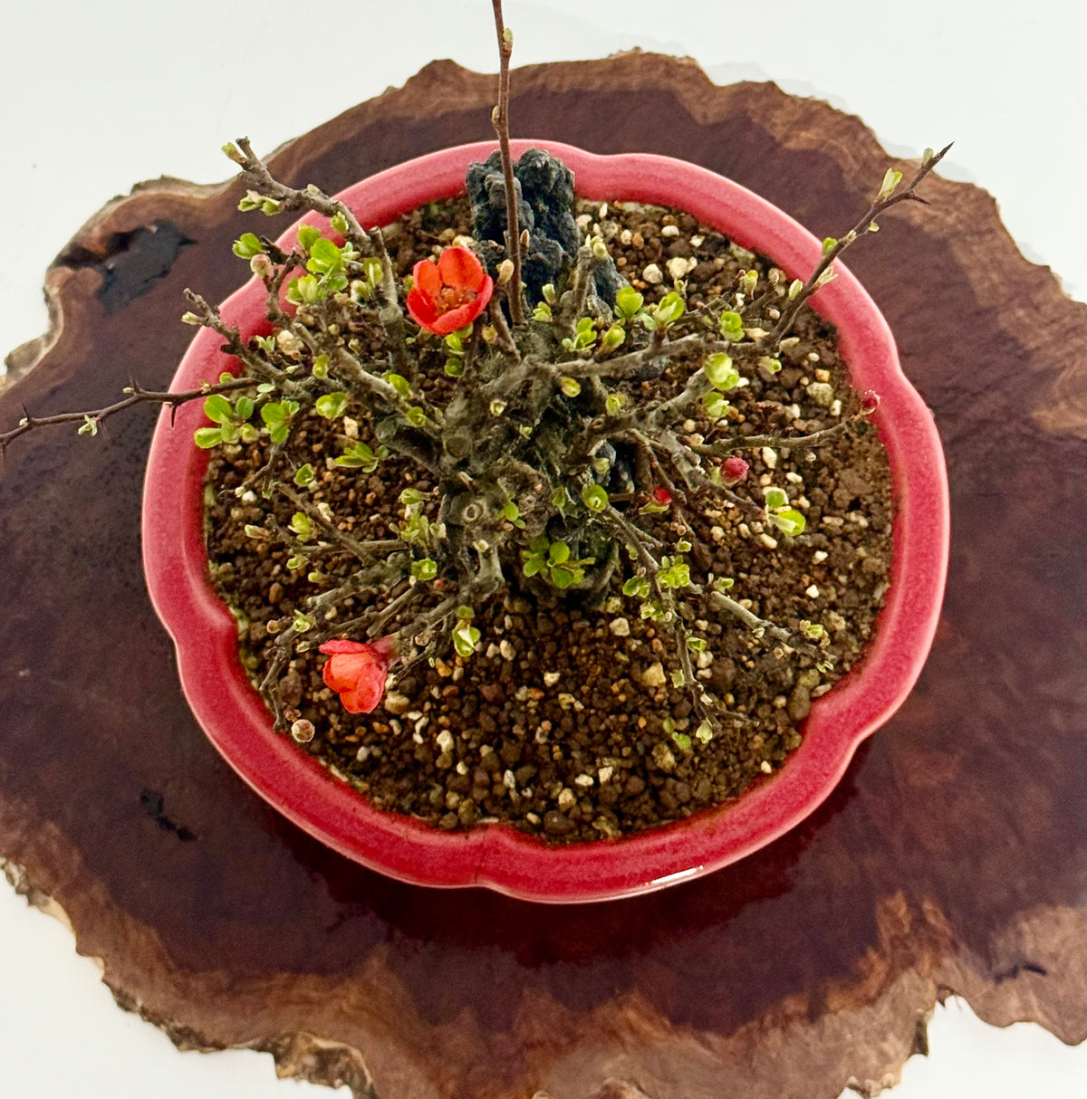 Chojubai Japanese Quince Bonsai Over Rock | Red Flowering – 26cm