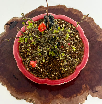 Chojubai Japanese Quince Bonsai Over Rock | Red Flowering – 26cm
