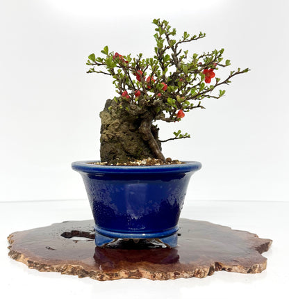 Japanese Quince - Chojubai on rock bonsai tree