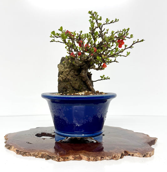 Japanese Quince - Chojubai on rock bonsai tree