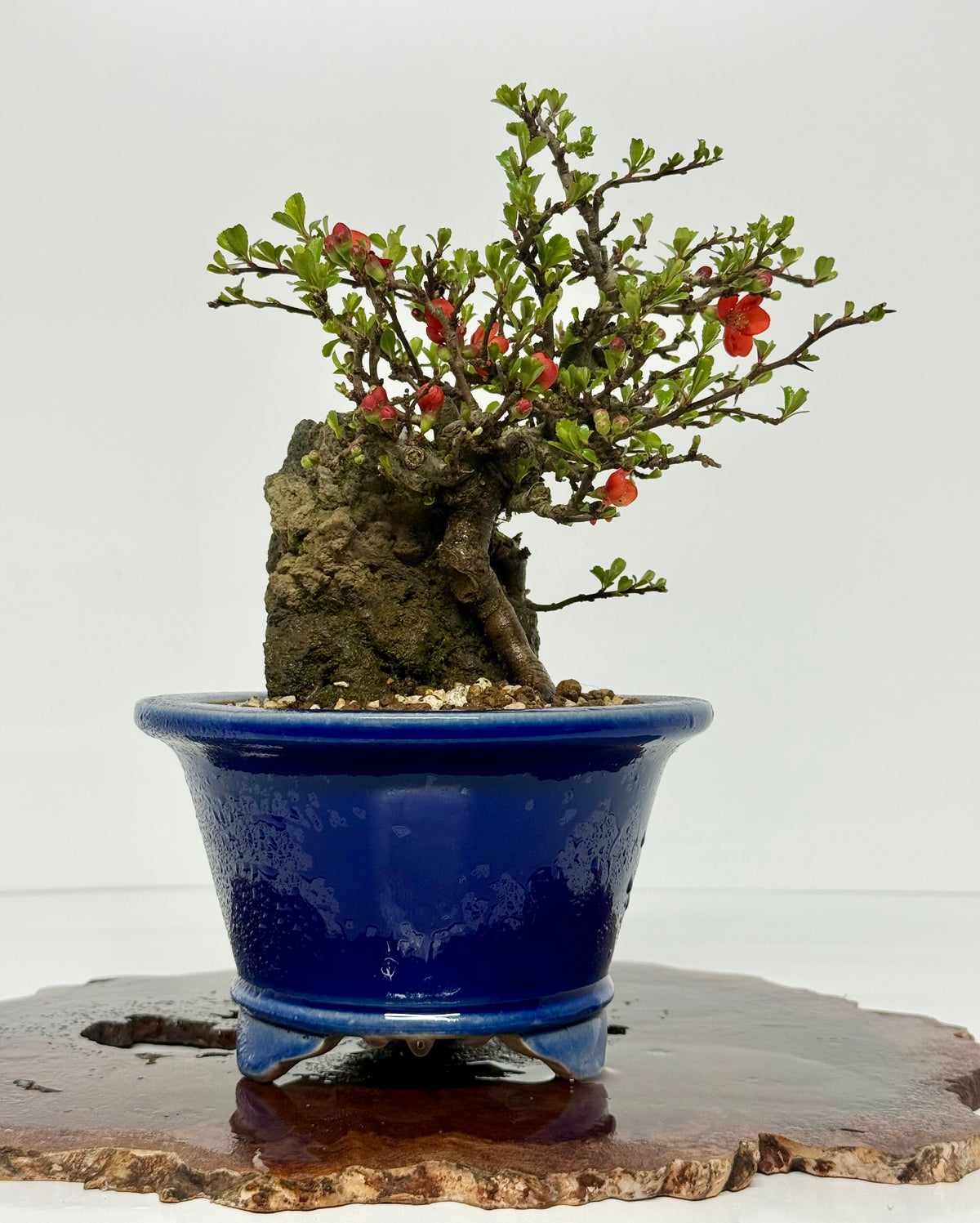 Japanese Quince - Chojubai on rock bonsai tree