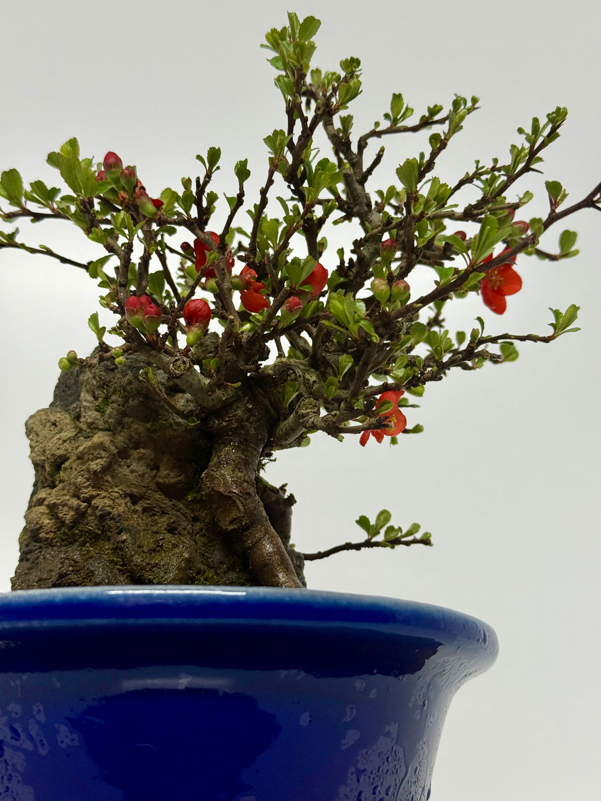 Japanese Quince - Chojubai on rock bonsai tree