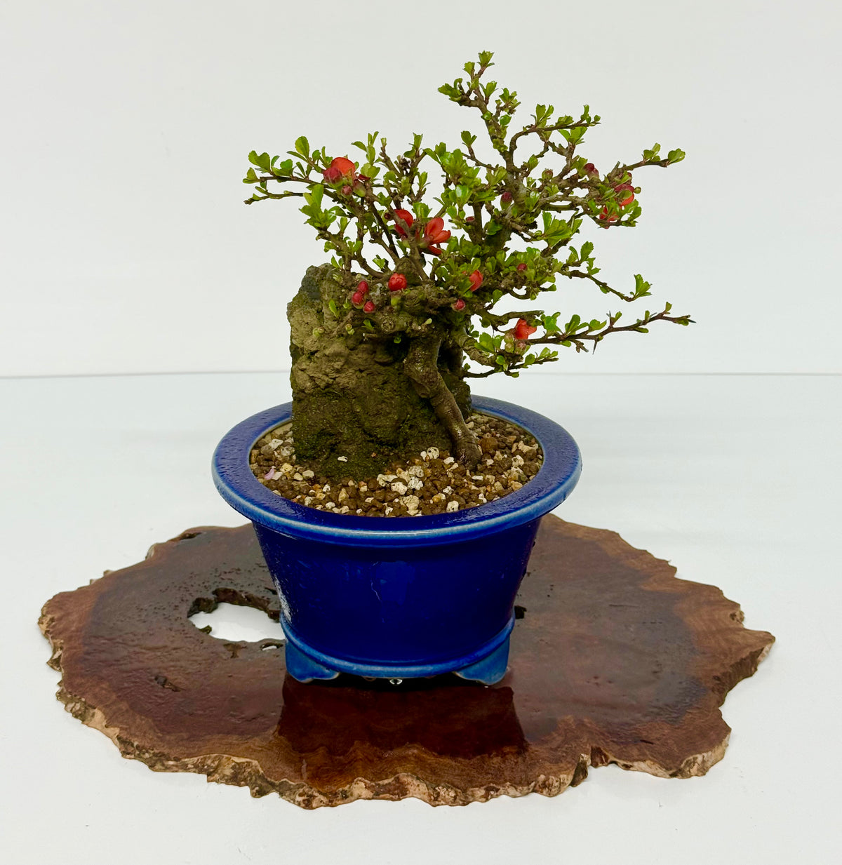Japanese Quince - Chojubai on rock bonsai tree
