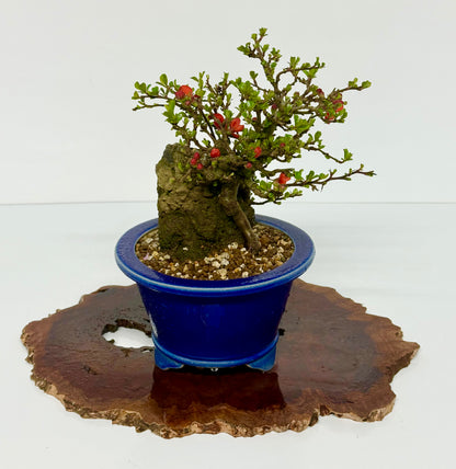 Japanese Quince - Chojubai on rock bonsai tree