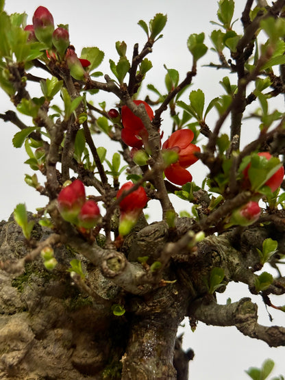 Japanese Quince - Chojubai on rock bonsai tree
