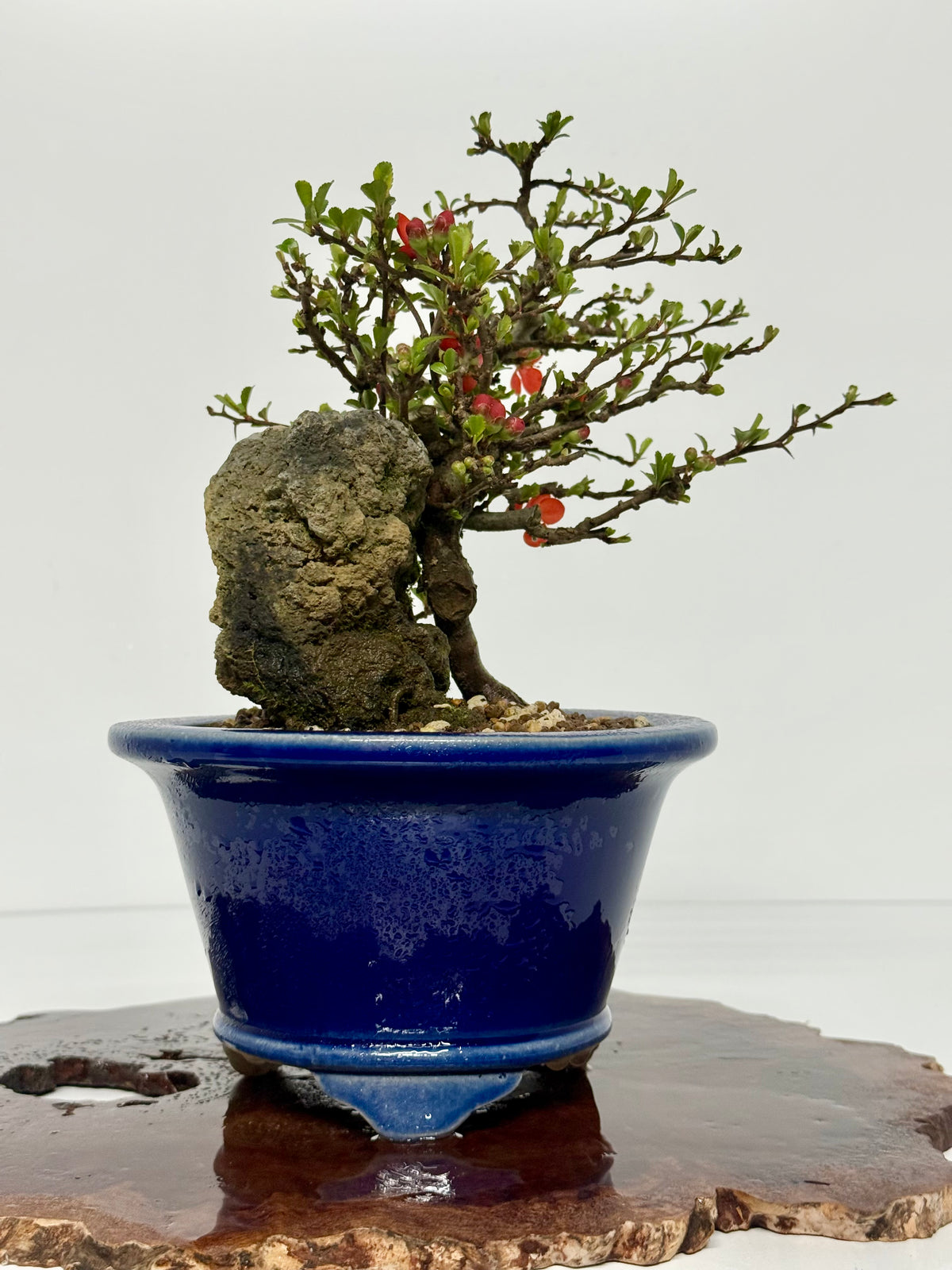 Japanese Quince - Chojubai on rock bonsai tree