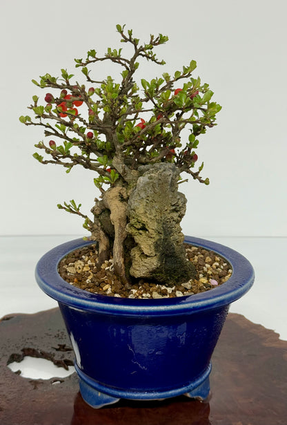 Japanese Quince - Chojubai on rock bonsai tree