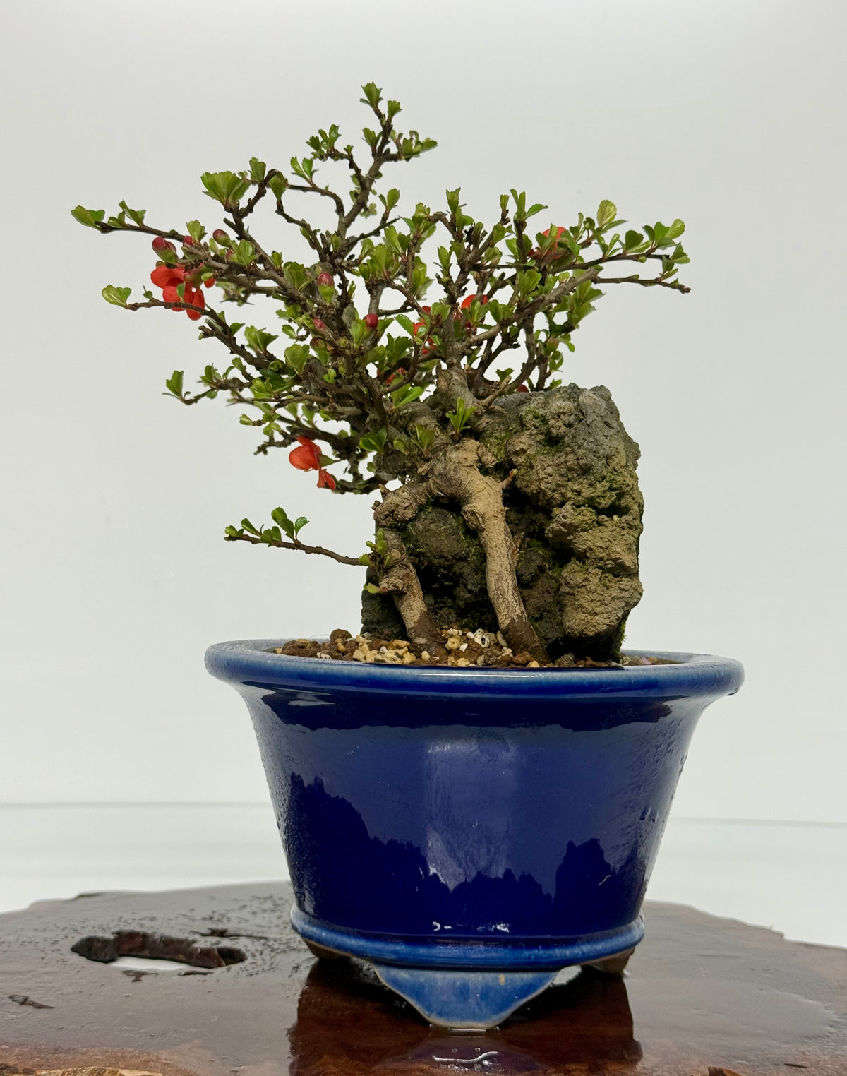 Japanese Quince - Chojubai on rock bonsai tree