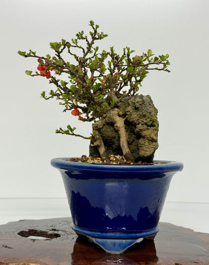 Japanese Quince - Chojubai on rock bonsai tree