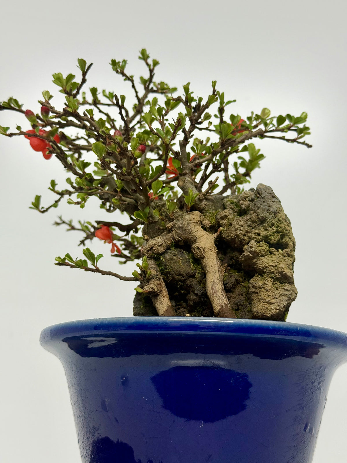 Japanese Quince - Chojubai on rock bonsai tree