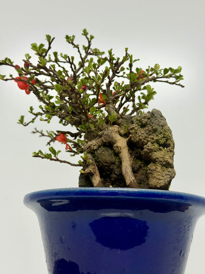 Japanese Quince - Chojubai on rock bonsai tree