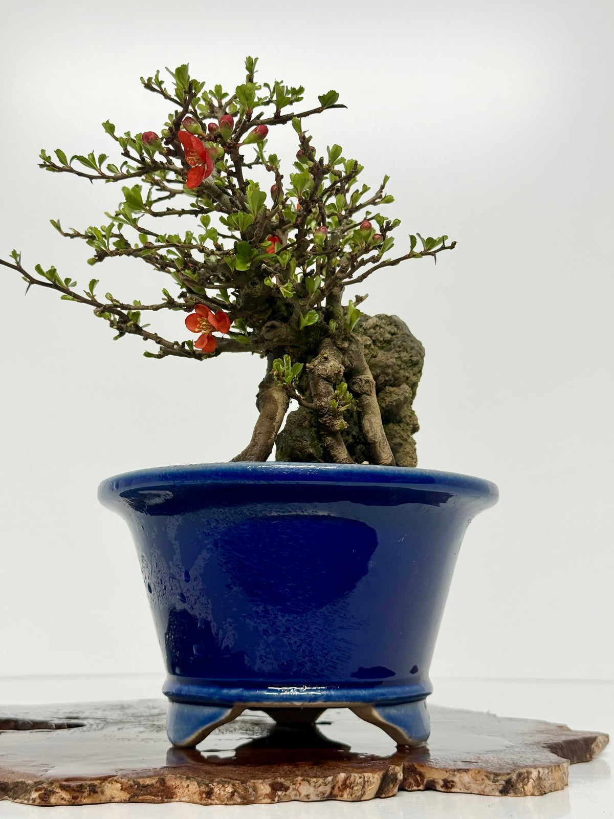 Japanese Quince - Chojubai on rock bonsai tree