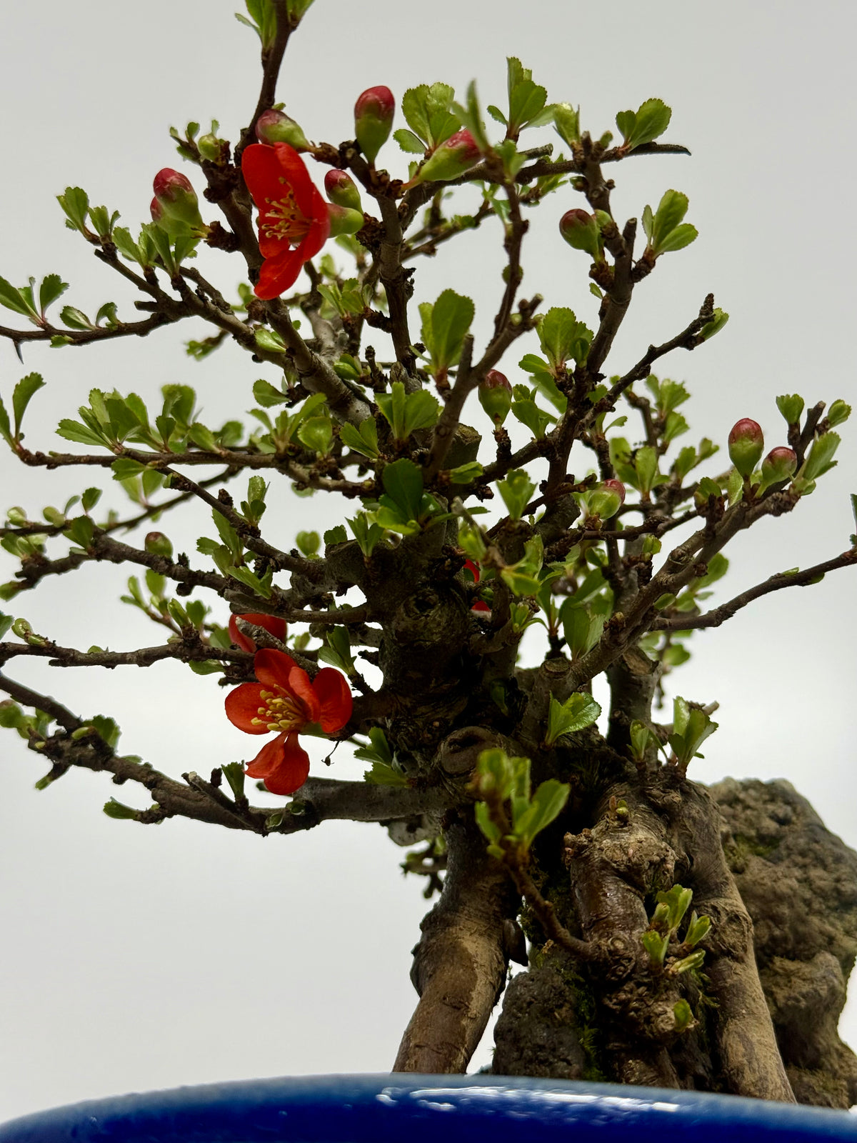 Japanese Quince - Chojubai on rock bonsai tree