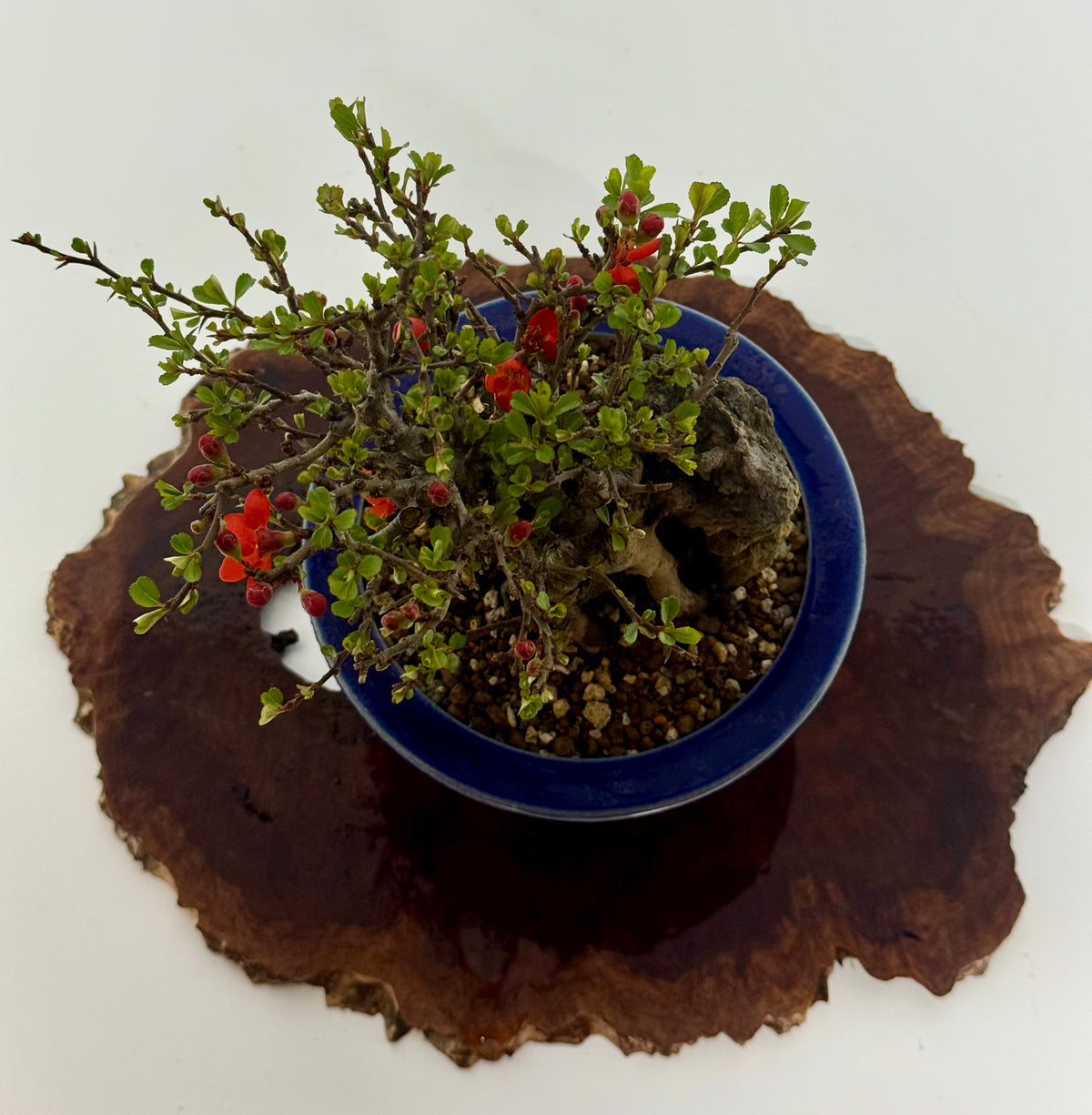 Japanese Quince - Chojubai on rock bonsai tree