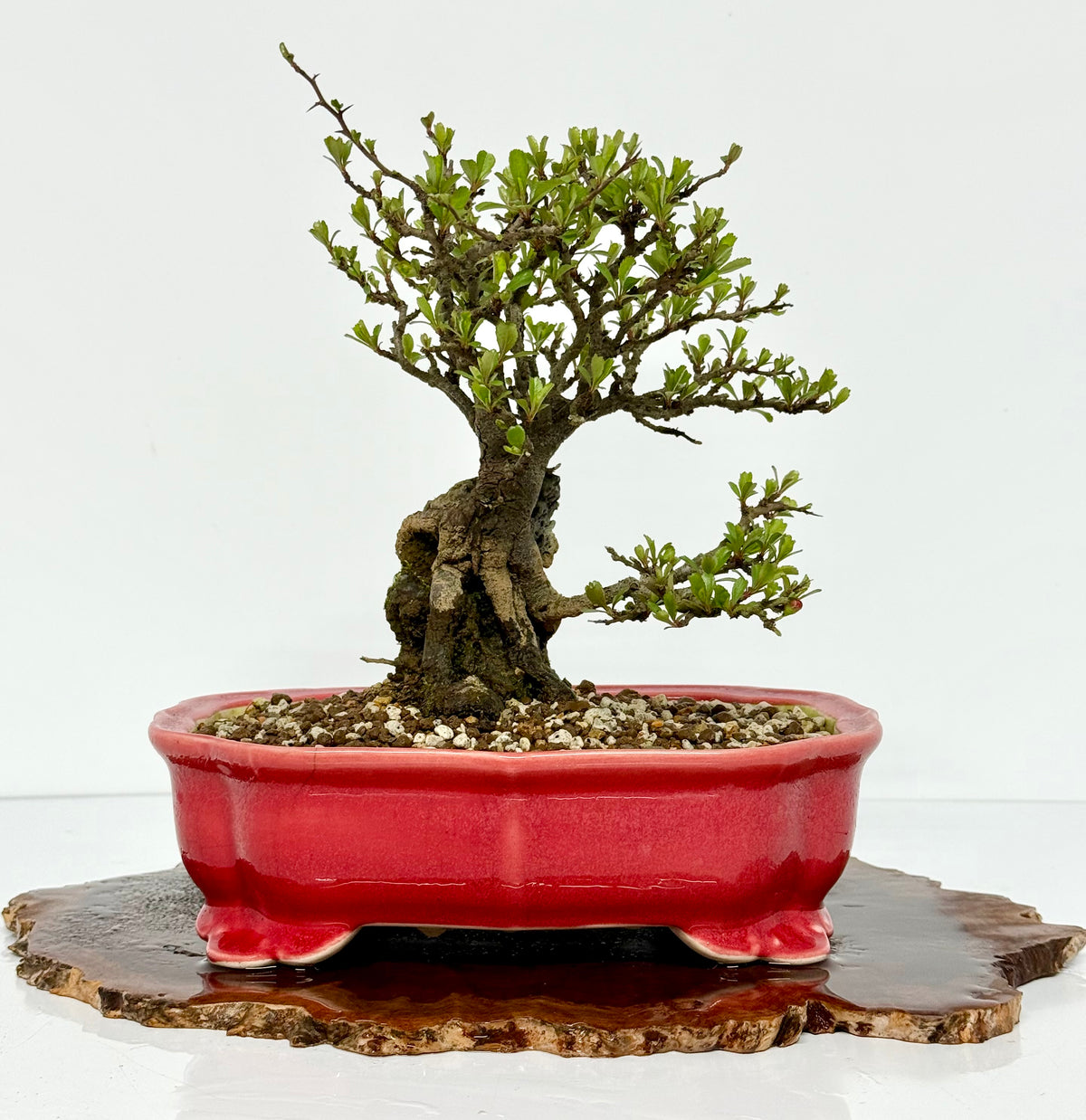 Japanese Quince - Chojubai on rock bonsai tree