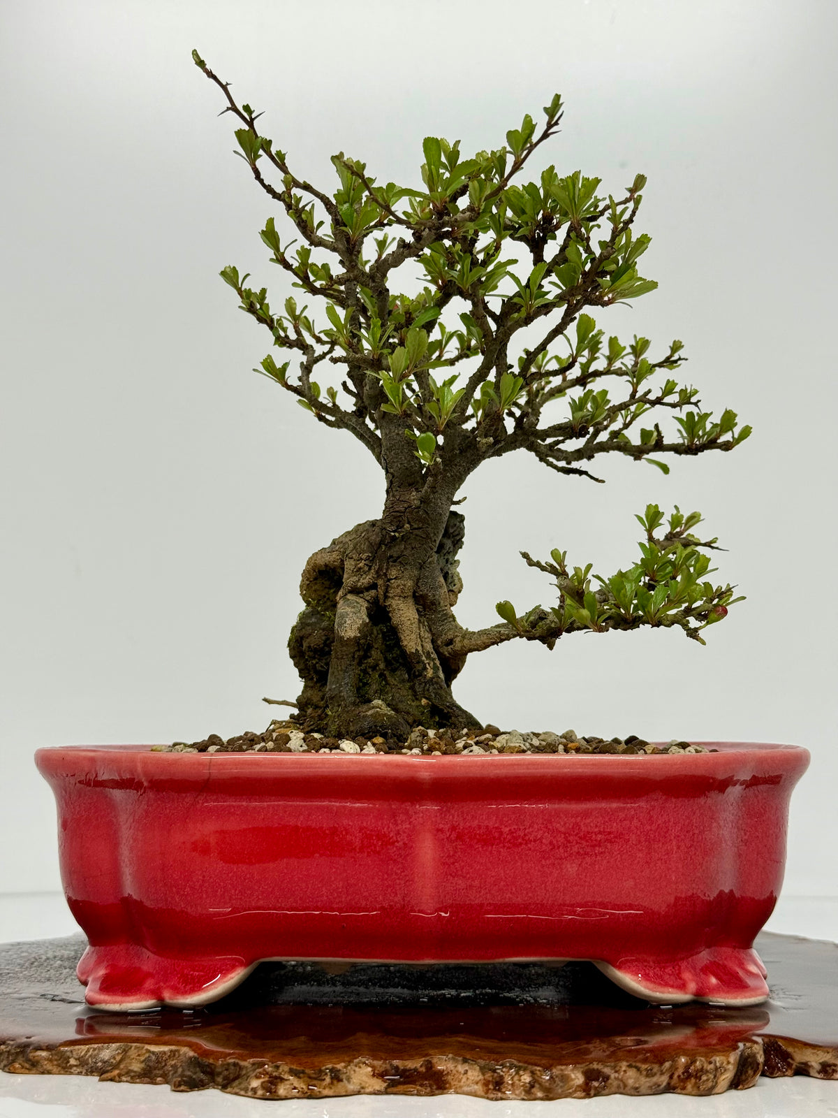 Japanese Quince - Chojubai on rock bonsai tree