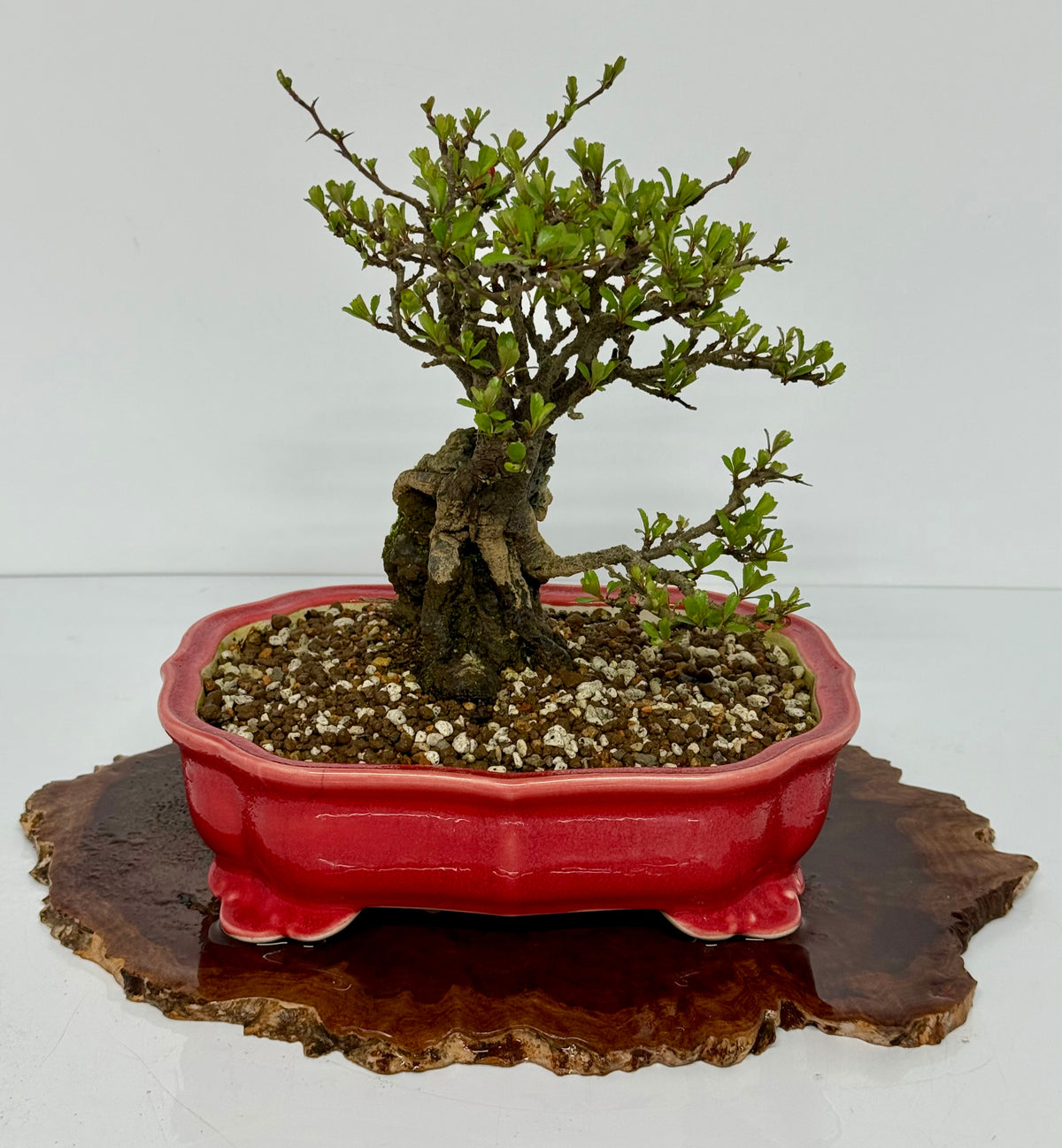 Japanese Quince - Chojubai on rock bonsai tree