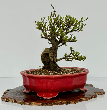 Japanese Quince - Chojubai on rock bonsai tree