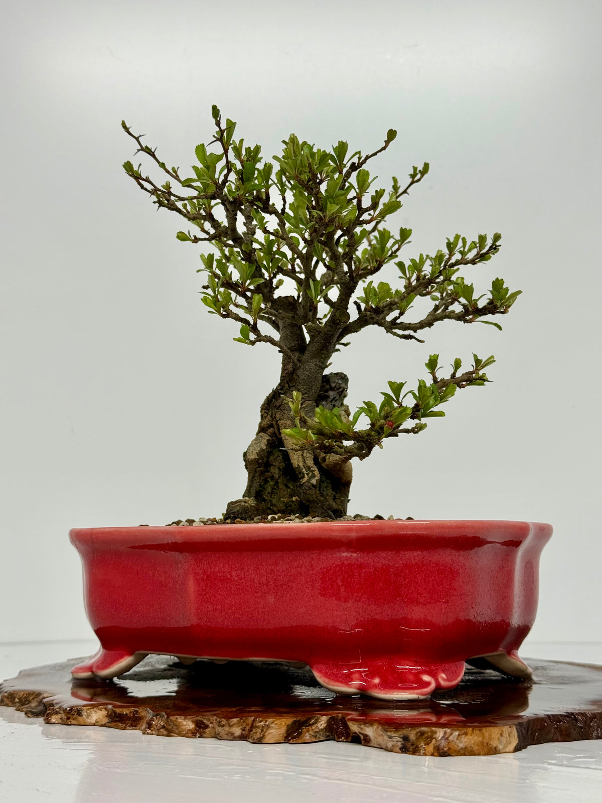 Japanese Quince - Chojubai on rock bonsai tree