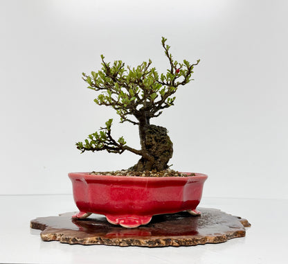 Japanese Quince - Chojubai on rock bonsai tree