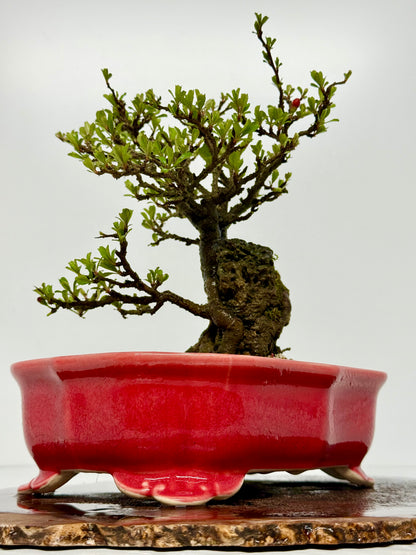 Japanese Quince - Chojubai on rock bonsai tree