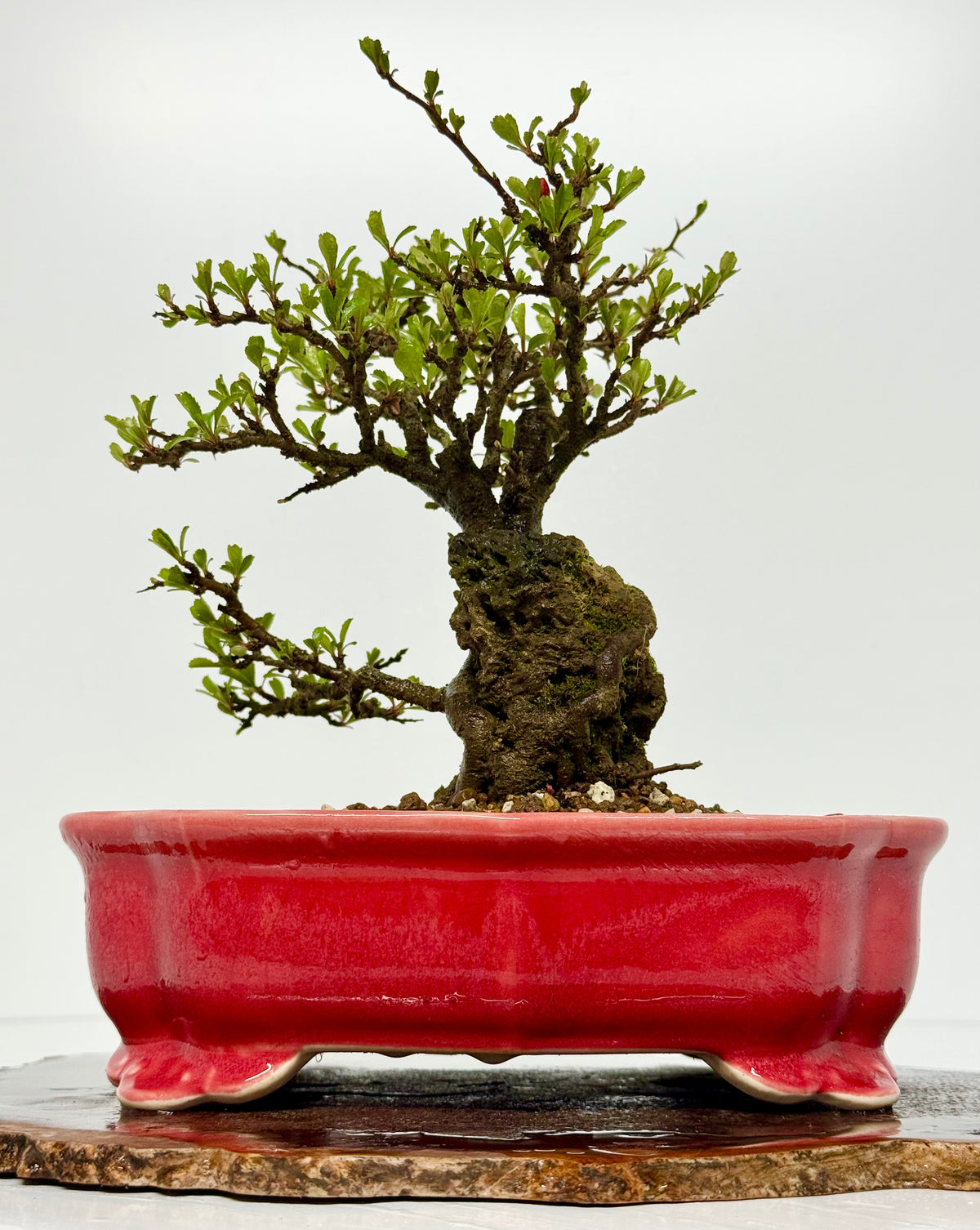 Japanese Quince - Chojubai on rock bonsai tree