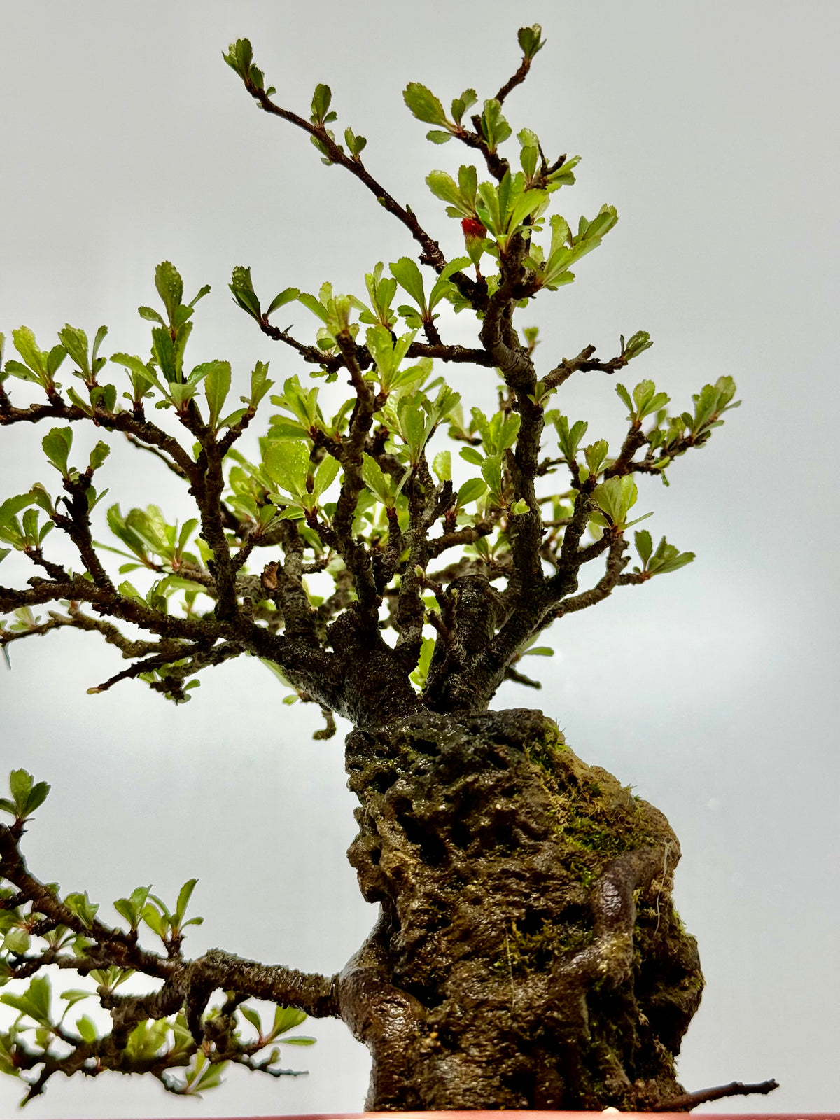Japanese Quince - Chojubai on rock bonsai tree