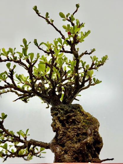 Japanese Quince - Chojubai on rock bonsai tree